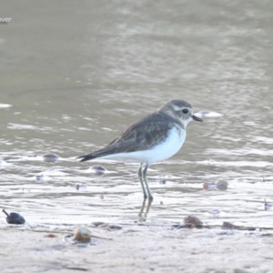 Anarhynchus bicinctus at Ulladulla, NSW - 24 May 2014 12:00 AM