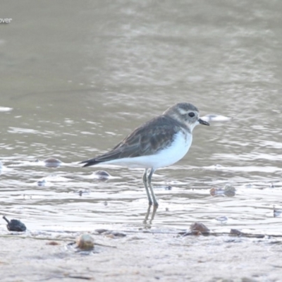 Anarhynchus bicinctus (Double-banded Plover) at Ulladulla, NSW - 24 May 2014 by CharlesDove