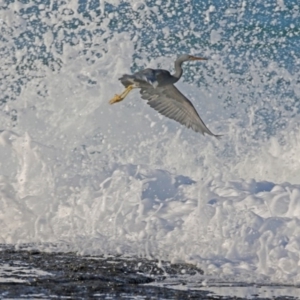 Egretta sacra at South Pacific Heathland Reserve - 24 May 2014