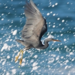 Egretta sacra at South Pacific Heathland Reserve - 24 May 2014 12:00 AM