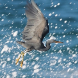 Egretta sacra at South Pacific Heathland Reserve - 24 May 2014