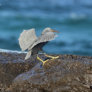 Egretta sacra at South Pacific Heathland Reserve - 24 May 2014