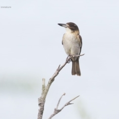 Cracticus torquatus (Grey Butcherbird) at Ulladulla Wildflower Reserve - 22 May 2014 by Charles Dove