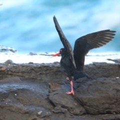 Haematopus fuliginosus (Sooty Oystercatcher) at Ulladulla, NSW - 24 May 2014 by CharlesDove