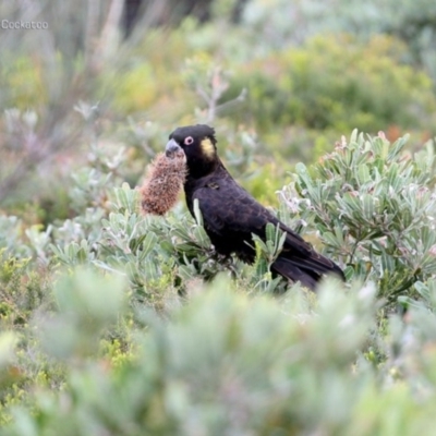Zanda funerea (Yellow-tailed Black-Cockatoo) at South Pacific Heathland Reserve - 21 May 2014 by Charles Dove