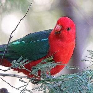 Alisterus scapularis at Ulladulla, NSW - 4 May 2014