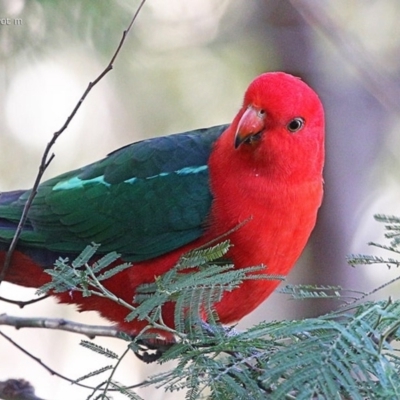 Alisterus scapularis (Australian King-Parrot) at Ulladulla Wildflower Reserve - 3 May 2014 by Charles Dove