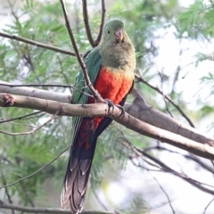 Alisterus scapularis at Ulladulla, NSW - 4 May 2014