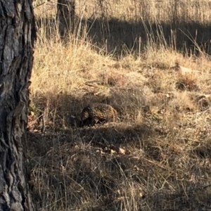 Tachyglossus aculeatus at Belconnen, ACT - 24 Jul 2018 03:10 PM