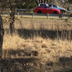 Tachyglossus aculeatus at Belconnen, ACT - 24 Jul 2018 03:10 PM