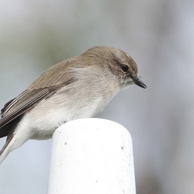 Microeca fascinans (Jacky Winter) at Moollattoo, NSW - 28 Apr 2014 by Charles Dove