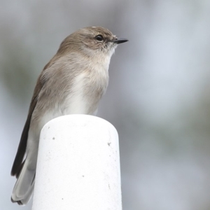 Microeca fascinans at Moollattoo, NSW - 29 Apr 2014