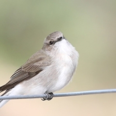 Microeca fascinans at Moollattoo, NSW - 29 Apr 2014