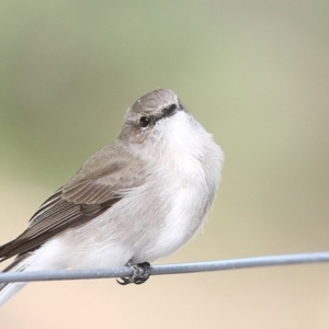 Microeca fascinans at Moollattoo, NSW - 29 Apr 2014