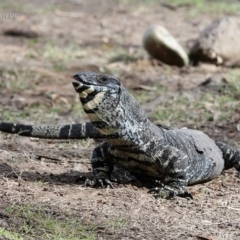 Varanus varius (Lace Monitor) at Moollattoo, NSW - 28 Apr 2014 by Charles Dove