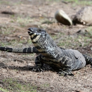 Varanus varius at Moollattoo, NSW - 29 Apr 2014