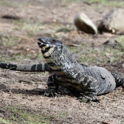 Varanus varius (Lace Monitor) at Moollattoo, NSW - 29 Apr 2014 by CharlesDove