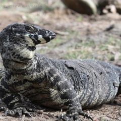 Varanus varius at Moollattoo, NSW - 29 Apr 2014