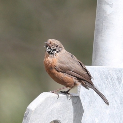 Origma solitaria (Rockwarbler) at Moollattoo, NSW - 29 Apr 2014 by CharlesDove