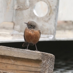 Origma solitaria at Moollattoo, NSW - suppressed