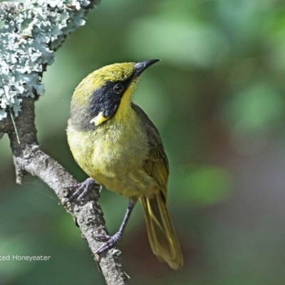 Lichenostomus melanops (Yellow-tufted Honeyeater) at Moollattoo, NSW - 29 Apr 2014 by CharlesDove