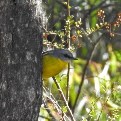 Eopsaltria australis (Eastern Yellow Robin) at Tidbinbilla Nature Reserve - 24 Jul 2018 by RodDeb