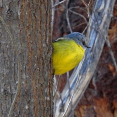 Eopsaltria australis (Eastern Yellow Robin) at Tidbinbilla Nature Reserve - 24 Jul 2018 by RodDeb