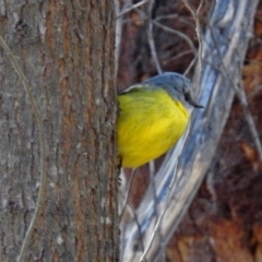 Eopsaltria australis (Eastern Yellow Robin) at Paddys River, ACT - 24 Jul 2018 by RodDeb