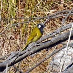 Nesoptilotis leucotis (White-eared Honeyeater) at Paddys River, ACT - 24 Jul 2018 by RodDeb