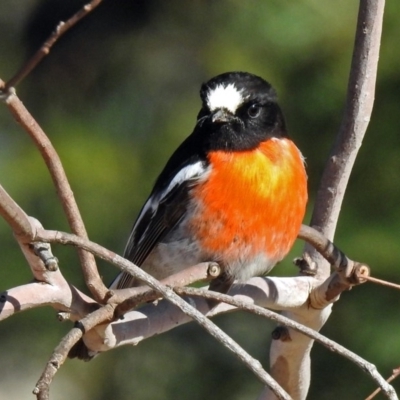 Petroica boodang (Scarlet Robin) at Paddys River, ACT - 24 Jul 2018 by RodDeb