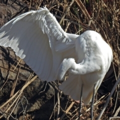 Ardea alba (Great Egret) at Bonython, ACT - 24 Jul 2018 by RodDeb