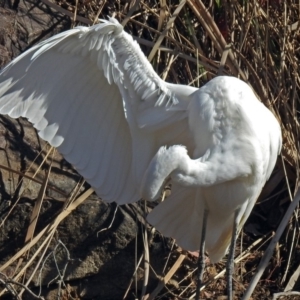 Ardea alba at Bonython, ACT - 24 Jul 2018 11:10 AM