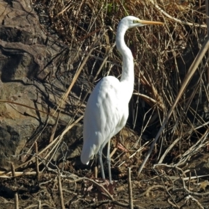 Ardea alba at Bonython, ACT - 24 Jul 2018