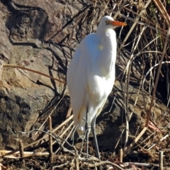 Ardea alba at Bonython, ACT - 24 Jul 2018