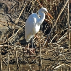 Ardea alba at Bonython, ACT - 24 Jul 2018 11:10 AM