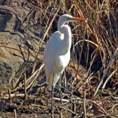 Ardea alba at Bonython, ACT - 24 Jul 2018 11:10 AM