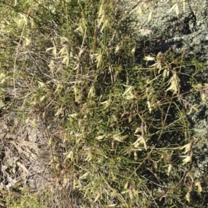 Clematis leptophylla at Michelago, NSW - 10 Sep 2017