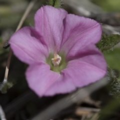 Convolvulus angustissimus subsp. angustissimus (Australian Bindweed) at Michelago, NSW - 30 Oct 2016 by Illilanga