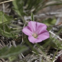 Convolvulus angustissimus subsp. angustissimus at Illilanga & Baroona - 30 Oct 2016