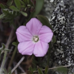 Convolvulus angustissimus subsp. angustissimus at Illilanga & Baroona - 30 Oct 2016