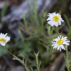 Brachyscome dentata (Lobe-Seed Daisy) at Michelago, NSW - 22 Oct 2014 by Illilanga