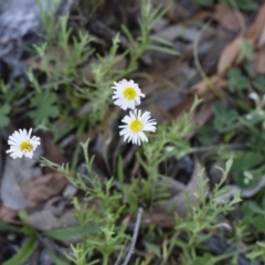 Brachyscome dentata at Michelago, NSW - 22 Oct 2014 05:27 PM