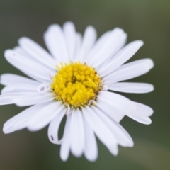 Brachyscome dentata at Michelago, NSW - 22 Oct 2014 05:27 PM