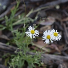 Brachyscome dentata at Michelago, NSW - 22 Oct 2014 05:27 PM