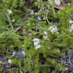 Asperula conferta at Michelago, NSW - 9 Oct 2016 03:16 PM