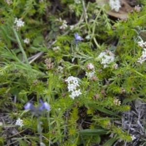 Asperula conferta at Michelago, NSW - 9 Oct 2016 03:16 PM