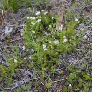 Asperula conferta at Michelago, NSW - 9 Oct 2016 03:16 PM