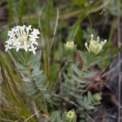 Pimelea linifolia (Slender Rice Flower) at Illilanga & Baroona - 6 Nov 2010 by Illilanga