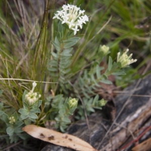 Pimelea linifolia at Michelago, NSW - 6 Nov 2010 06:33 PM