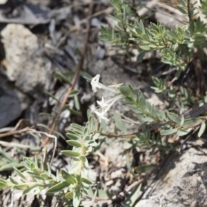 Pimelea linifolia at Michelago, NSW - 12 Nov 2017 12:52 PM